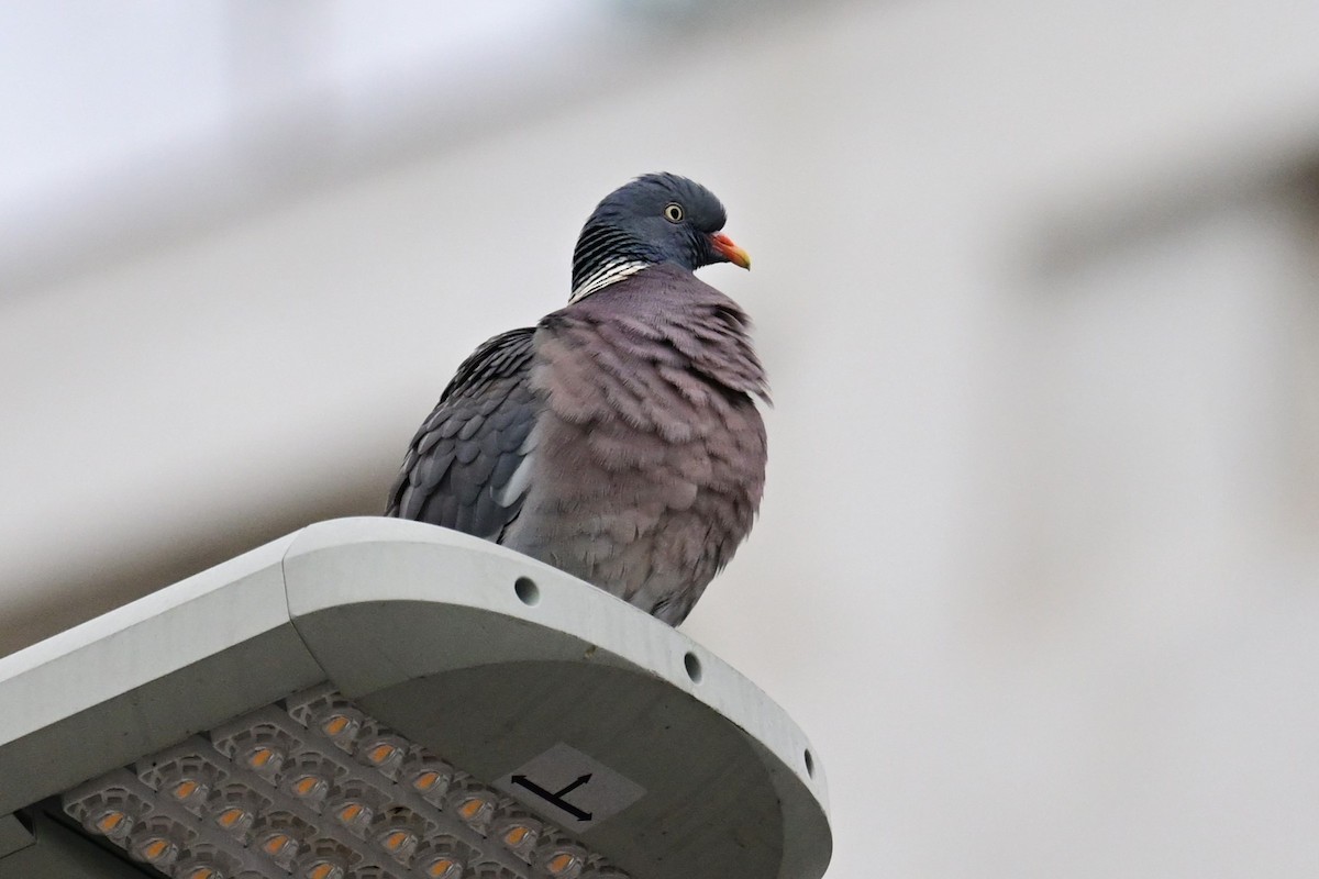 Common Wood-Pigeon (White-necked) - ML533950471