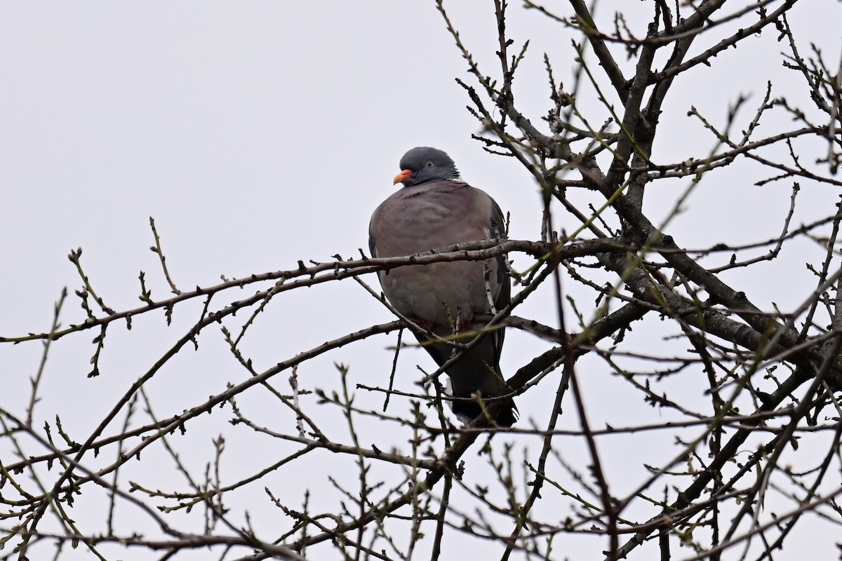 Common Wood-Pigeon (White-necked) - ML533950481