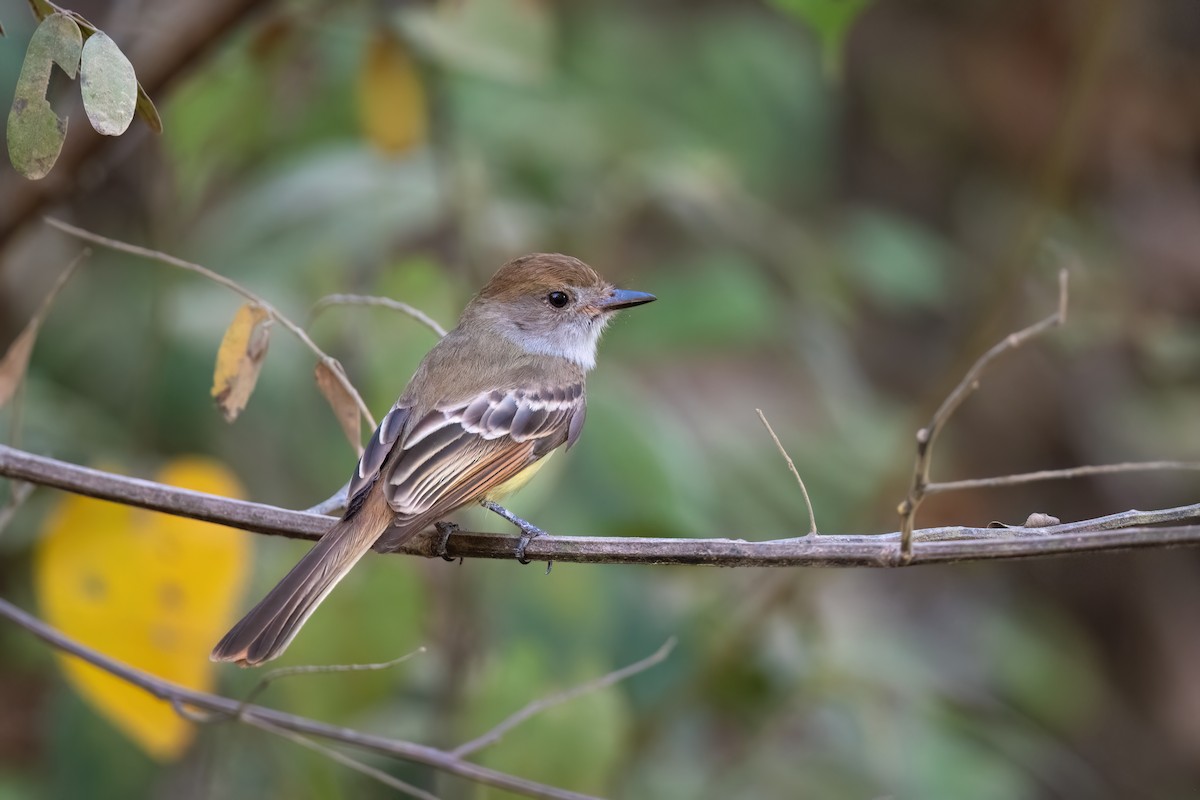 Nutting's Flycatcher - Adam Jackson