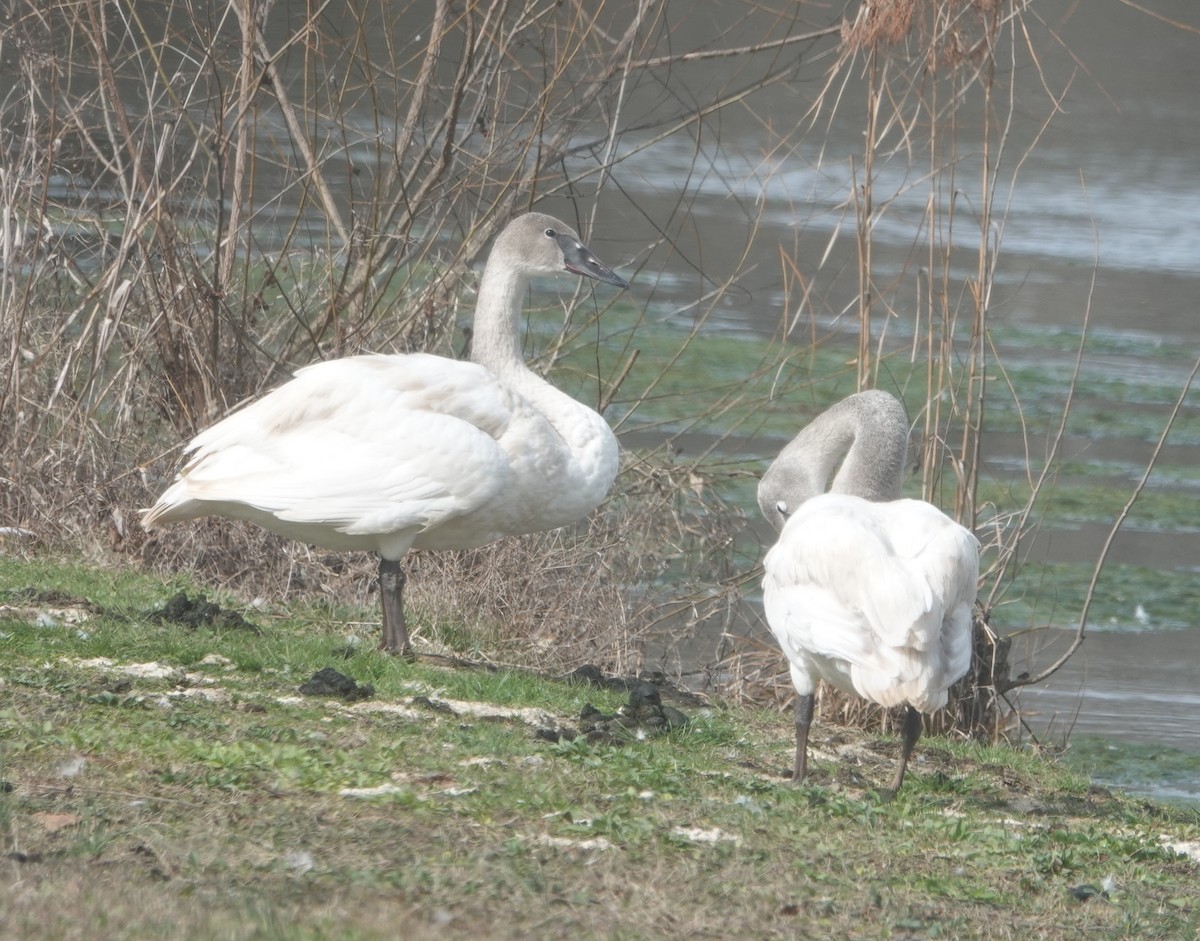 EBird Checklist 10 Feb 2023 Crawfish Spring Lake 11 Species