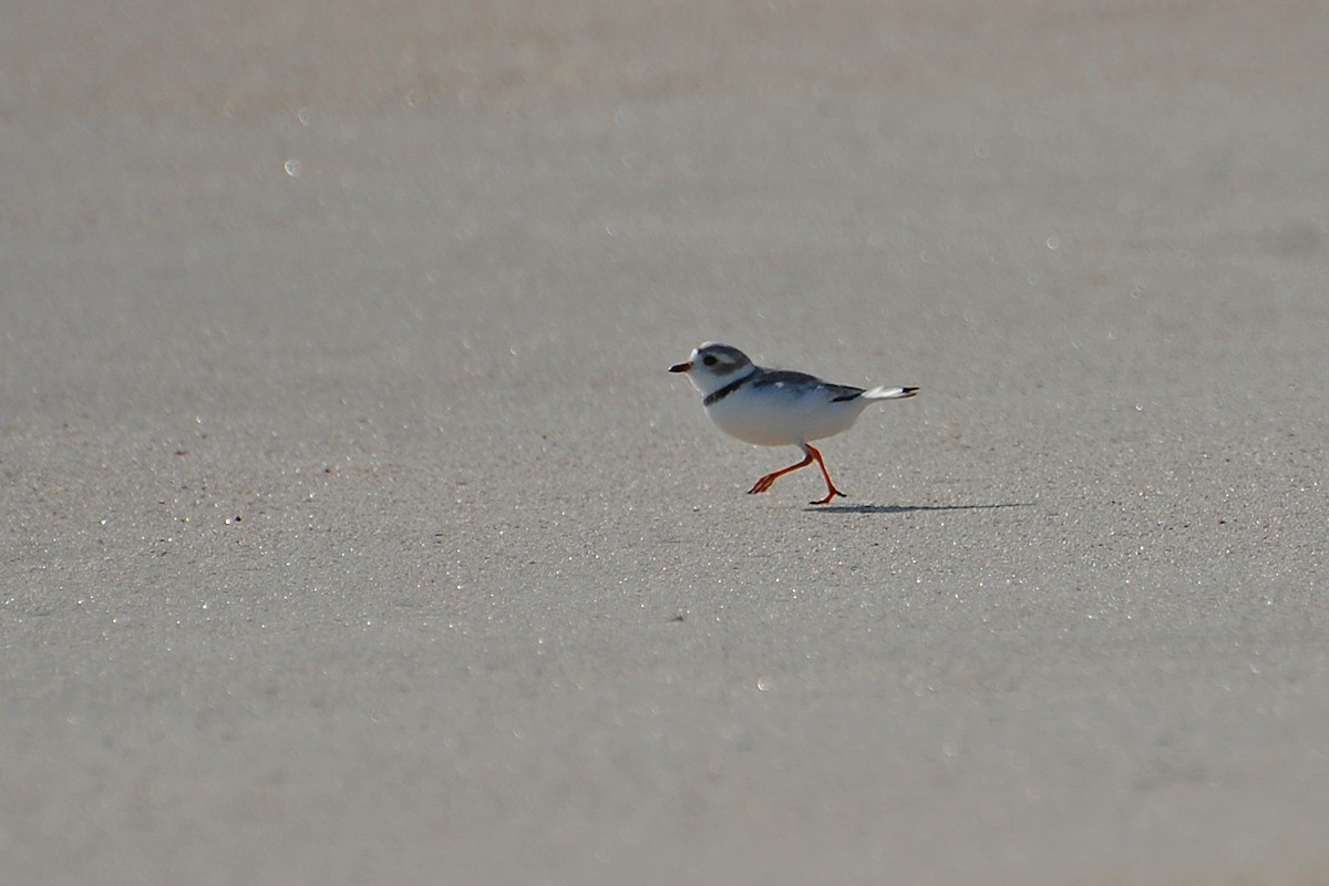 Piping Plover - Christian Newton