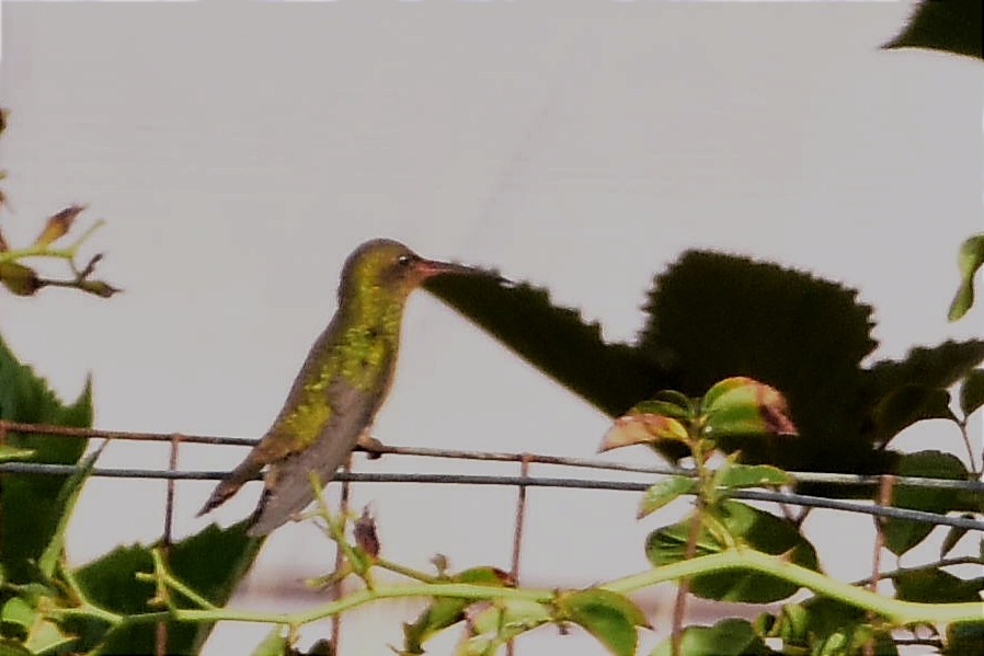 Gilded Hummingbird - Juan Bardier