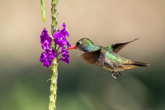 Blue-throated Goldentail