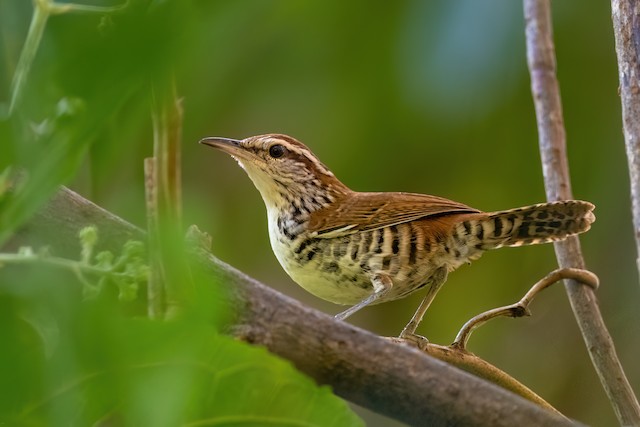 Banded Wren