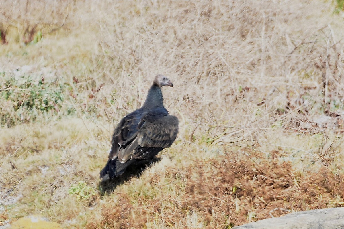 Turkey Vulture - ML533965041