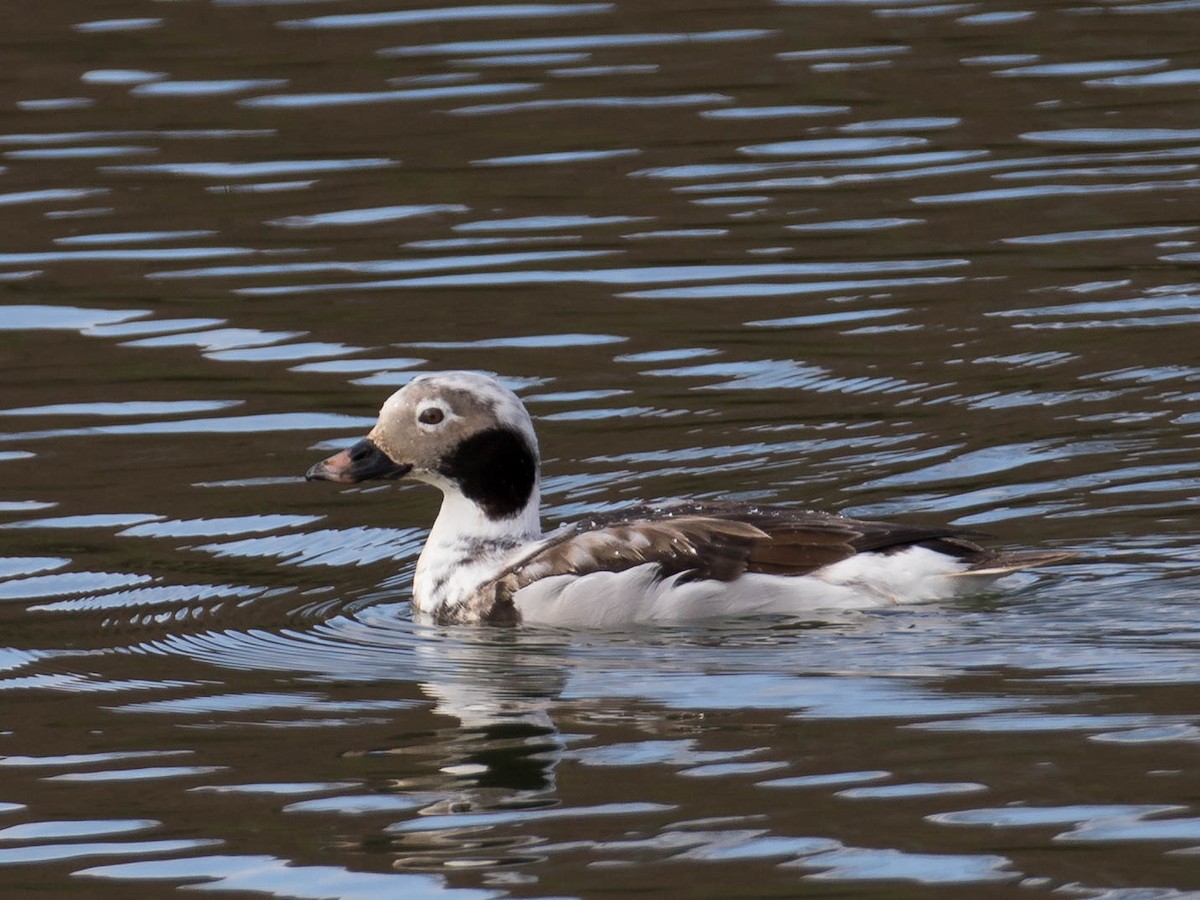 Long-tailed Duck - Howard Patterson