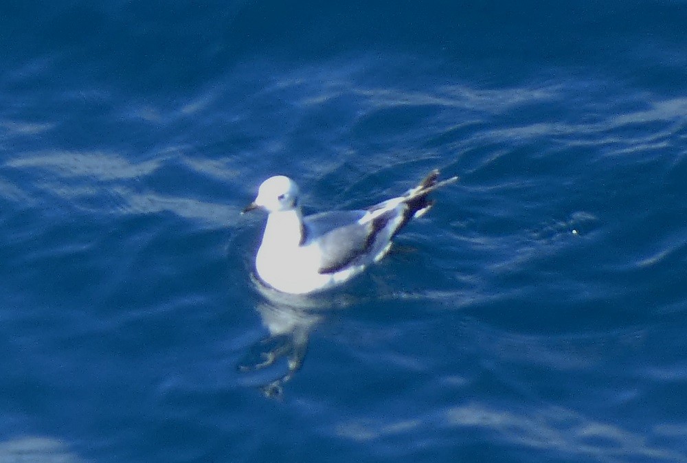 Black-legged Kittiwake - ML533968901