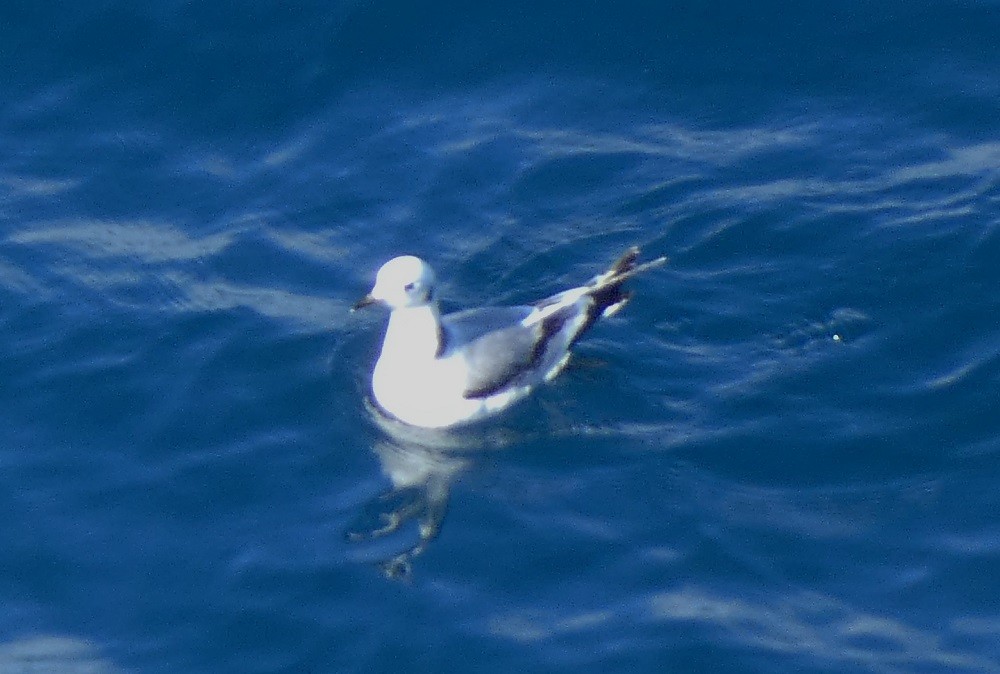 Black-legged Kittiwake - Vicente Tamarit Garcerá