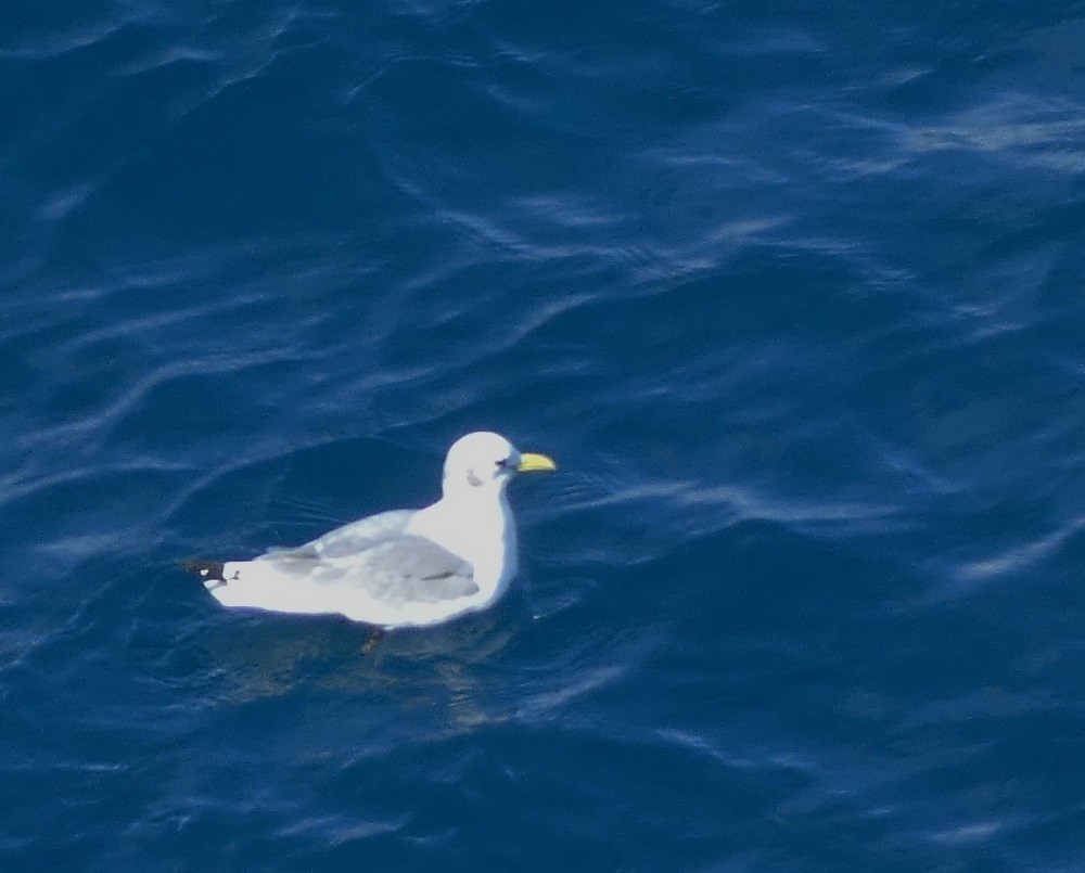 Black-legged Kittiwake - Vicente Tamarit Garcerá