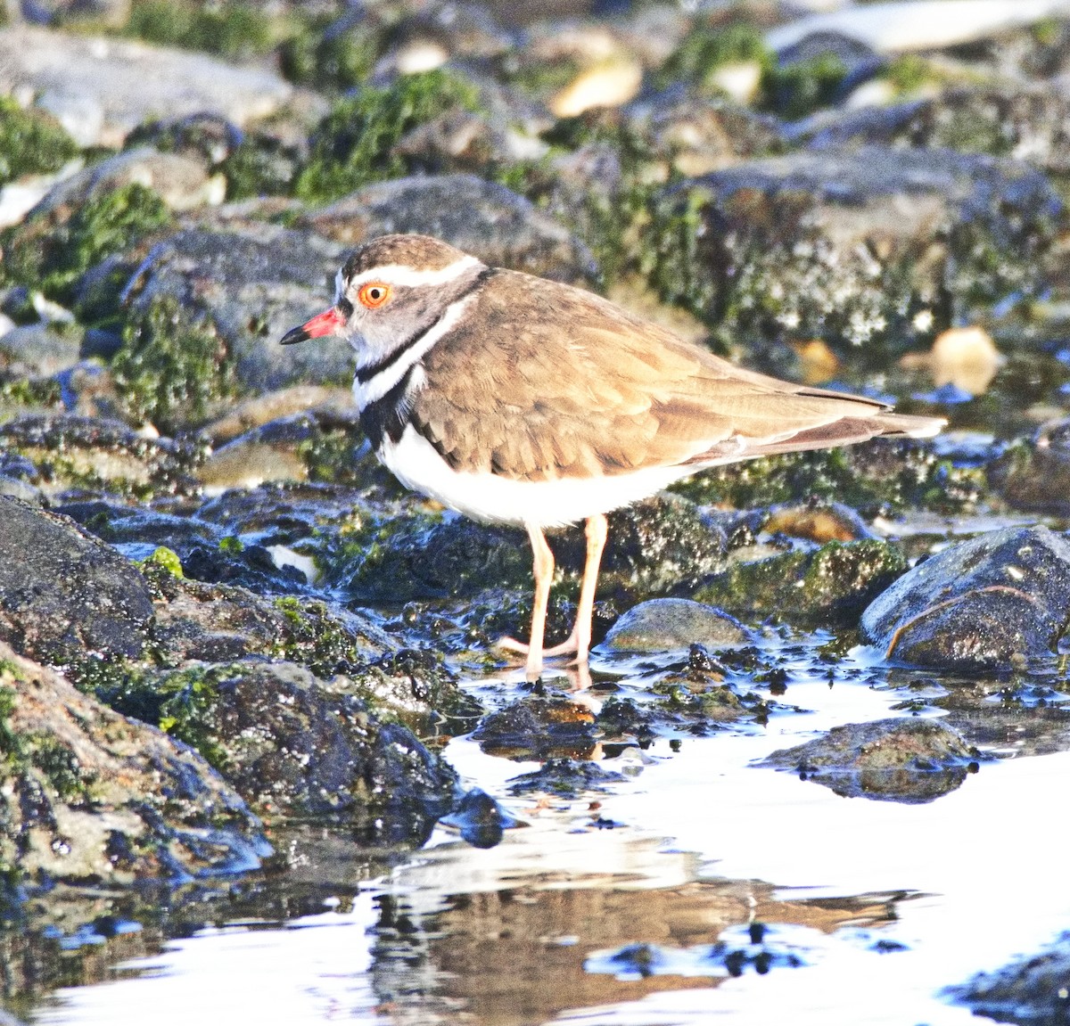 Three-banded Plover - ML533970891