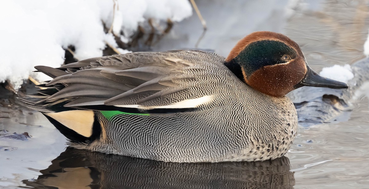 Green-winged Teal - ML533974621