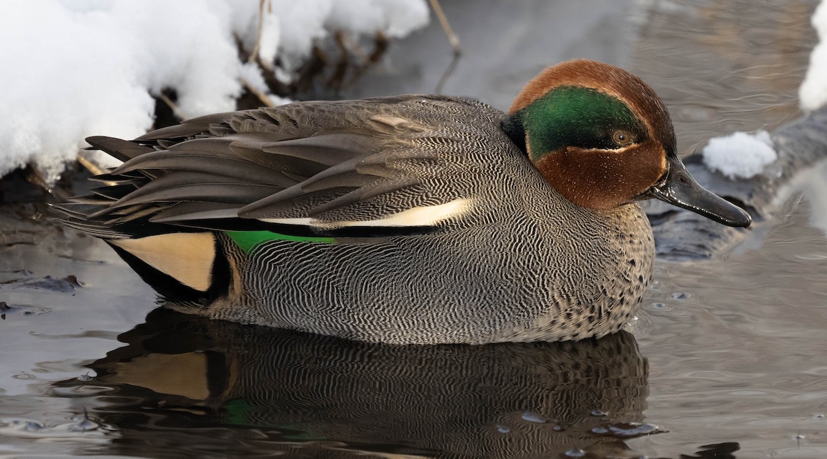 Green-winged Teal - ML533974631