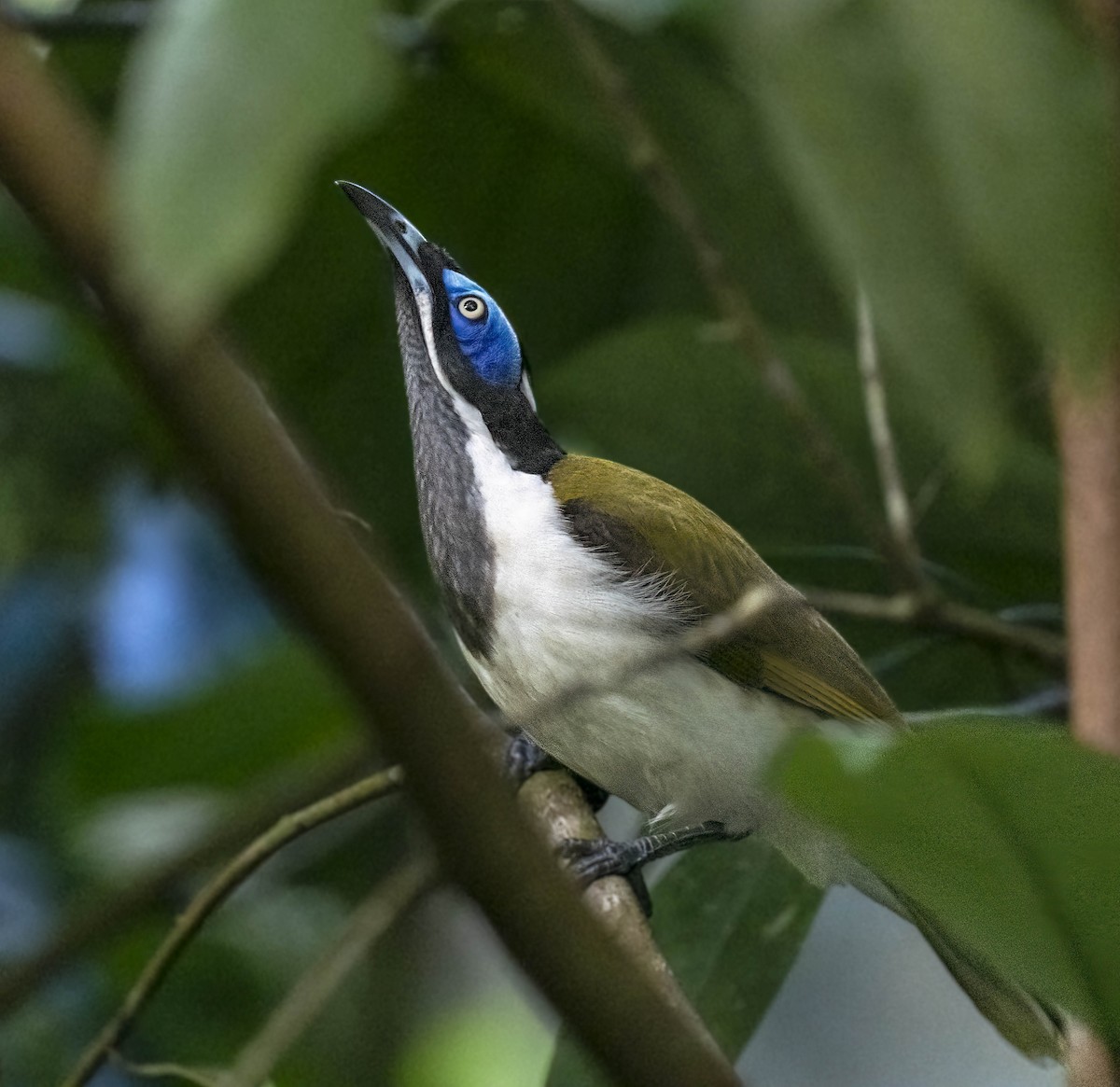 Blue-faced Honeyeater (Blue-faced) - William Richards