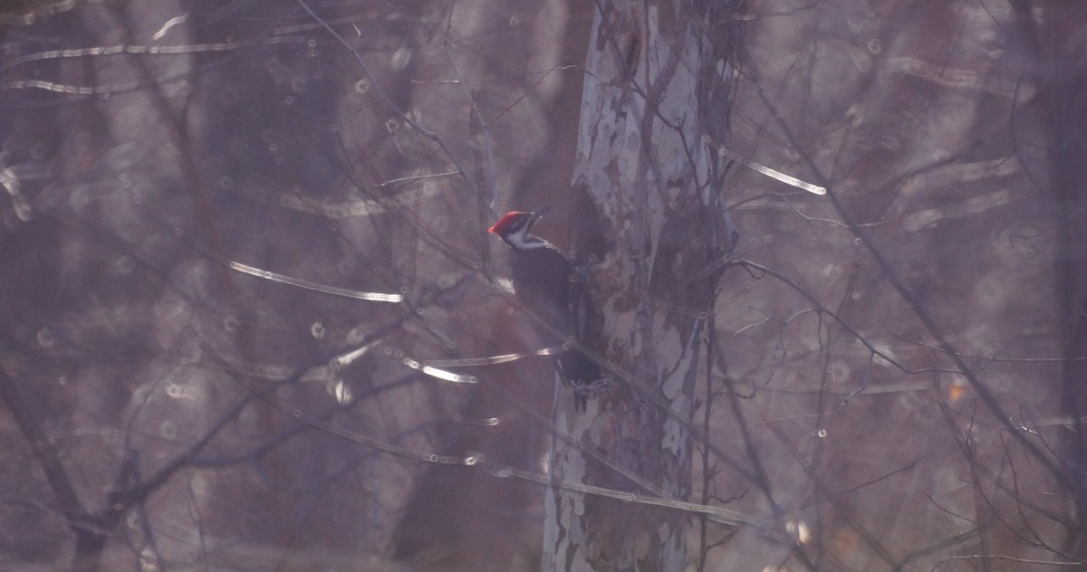 Pileated Woodpecker - ML533981191
