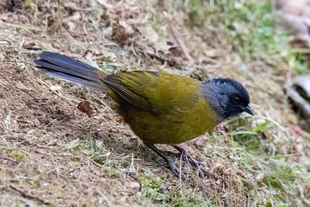 Large-footed Finch - ML533985621