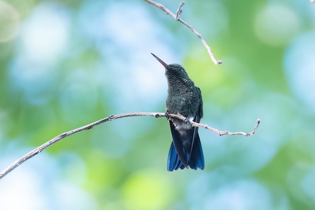 Blue-vented Hummingbird