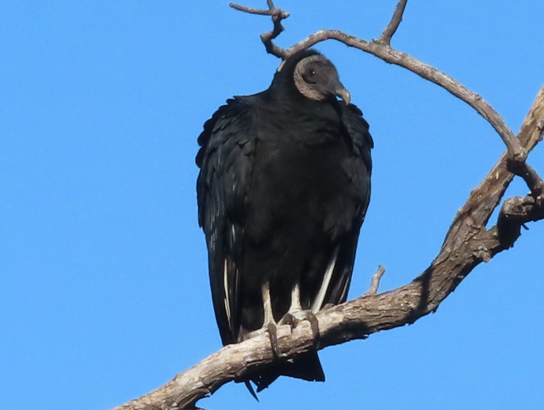 Black Vulture - Linda White