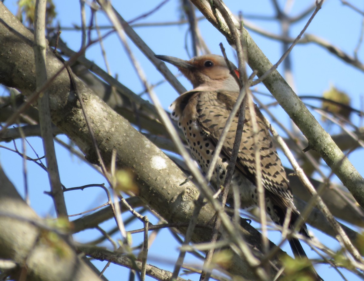 Northern Flicker (Yellow-shafted) - Charlotte Farrell