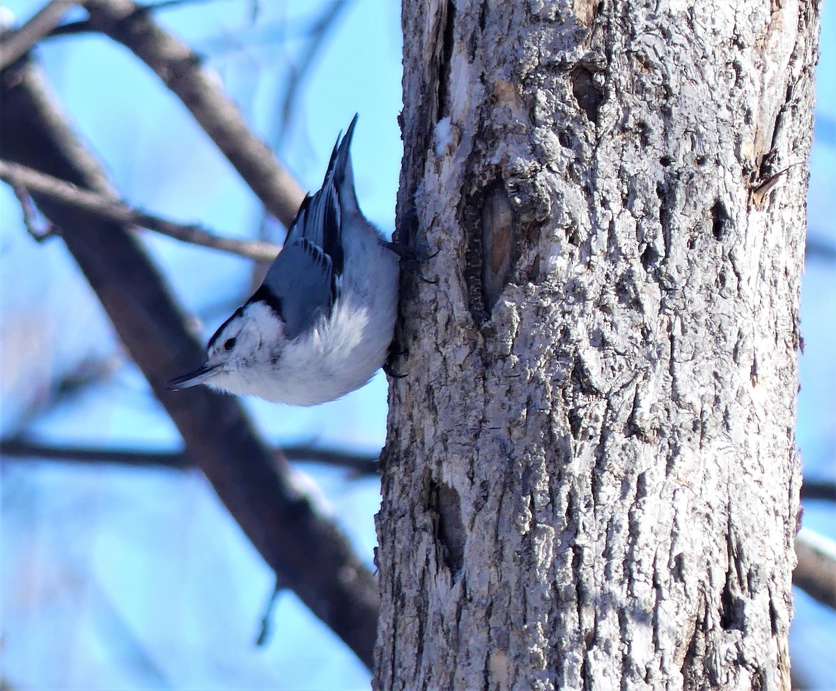 White-breasted Nuthatch - ML533989561