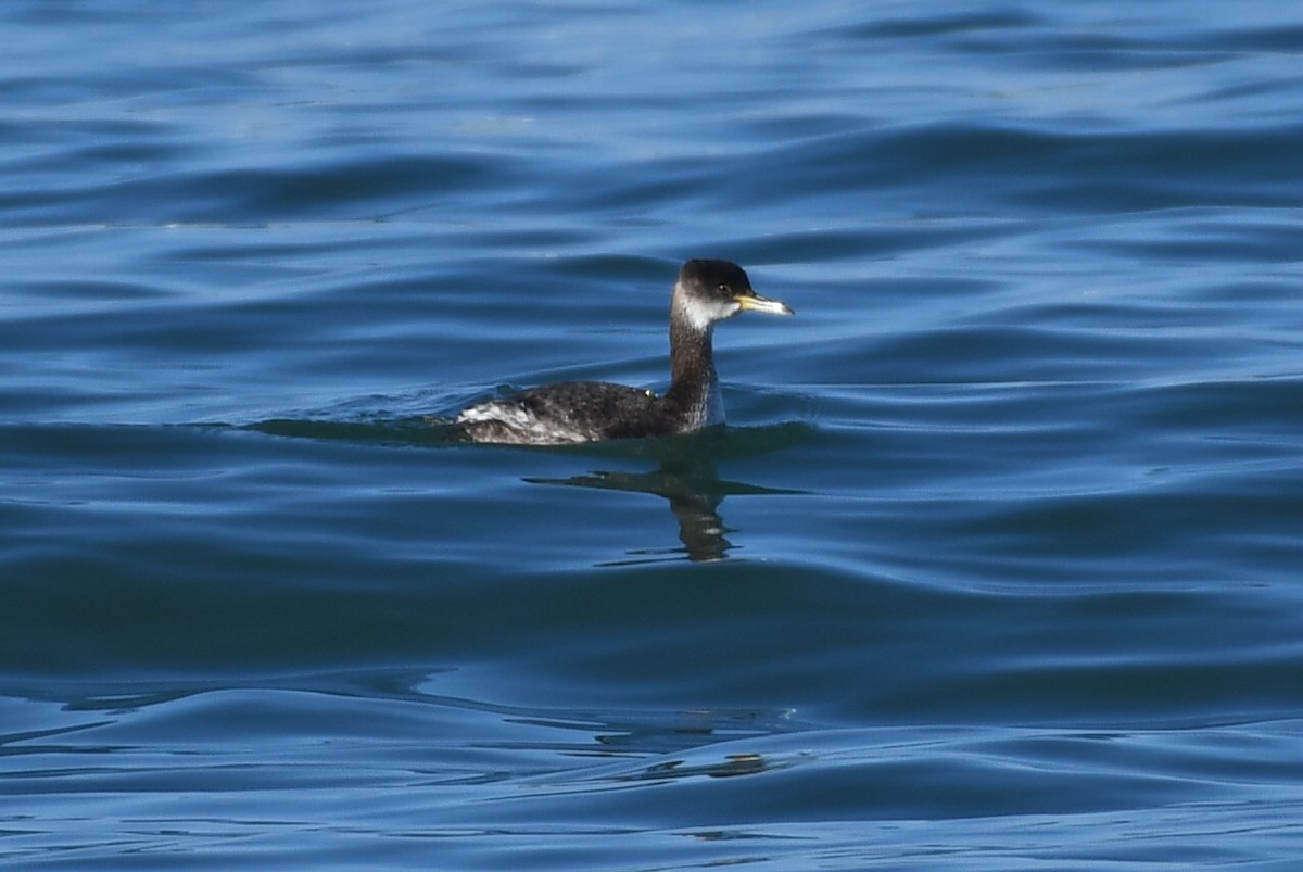 Red-necked Grebe - ML533990101