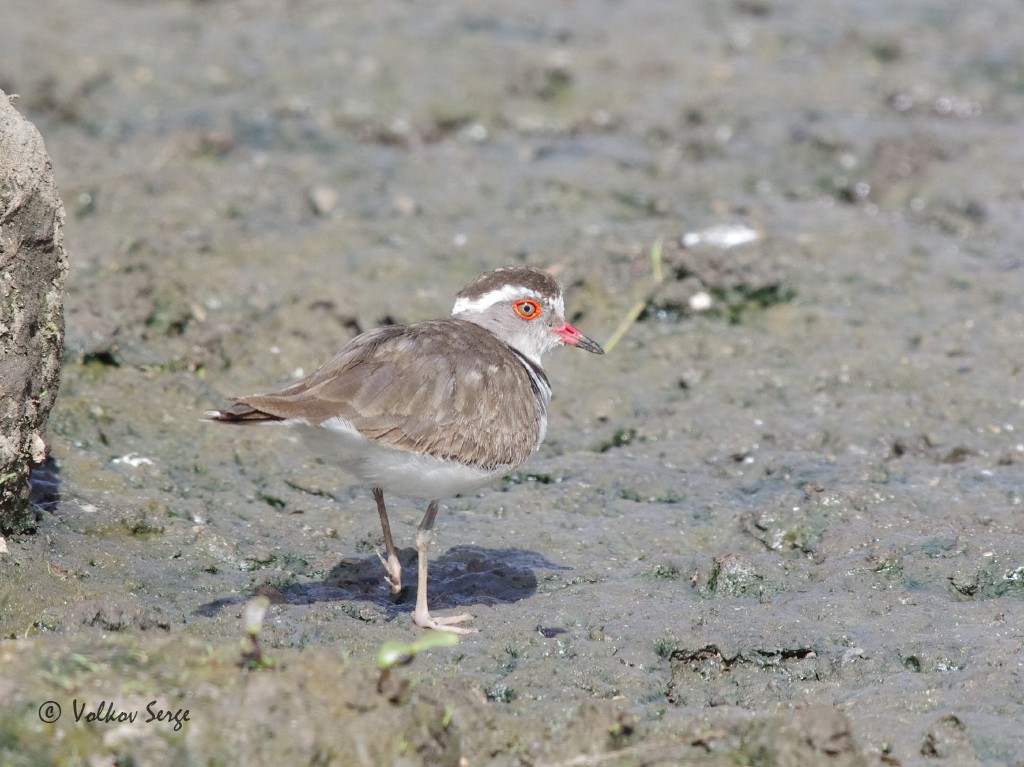 Three-banded Plover - ML533994801