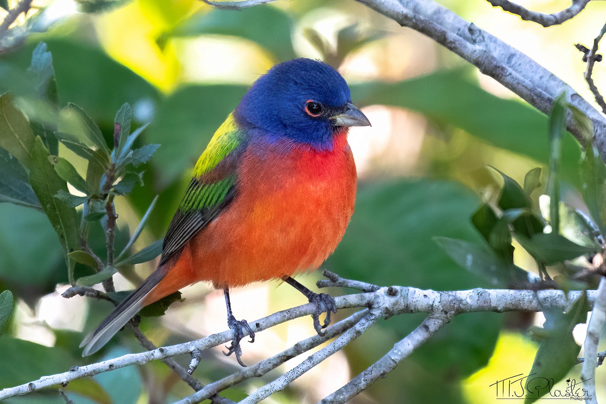 Painted Bunting - ML533996691