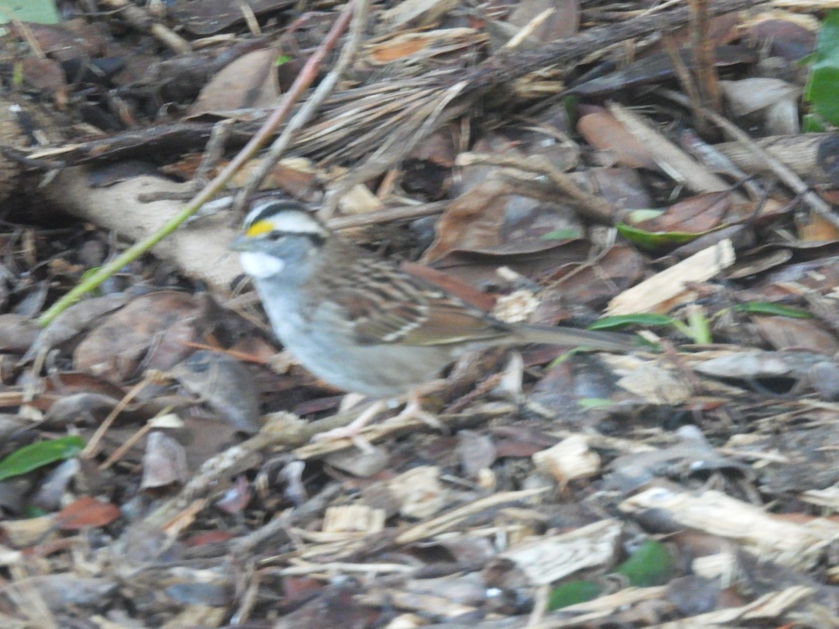 White-throated Sparrow - ML533997151