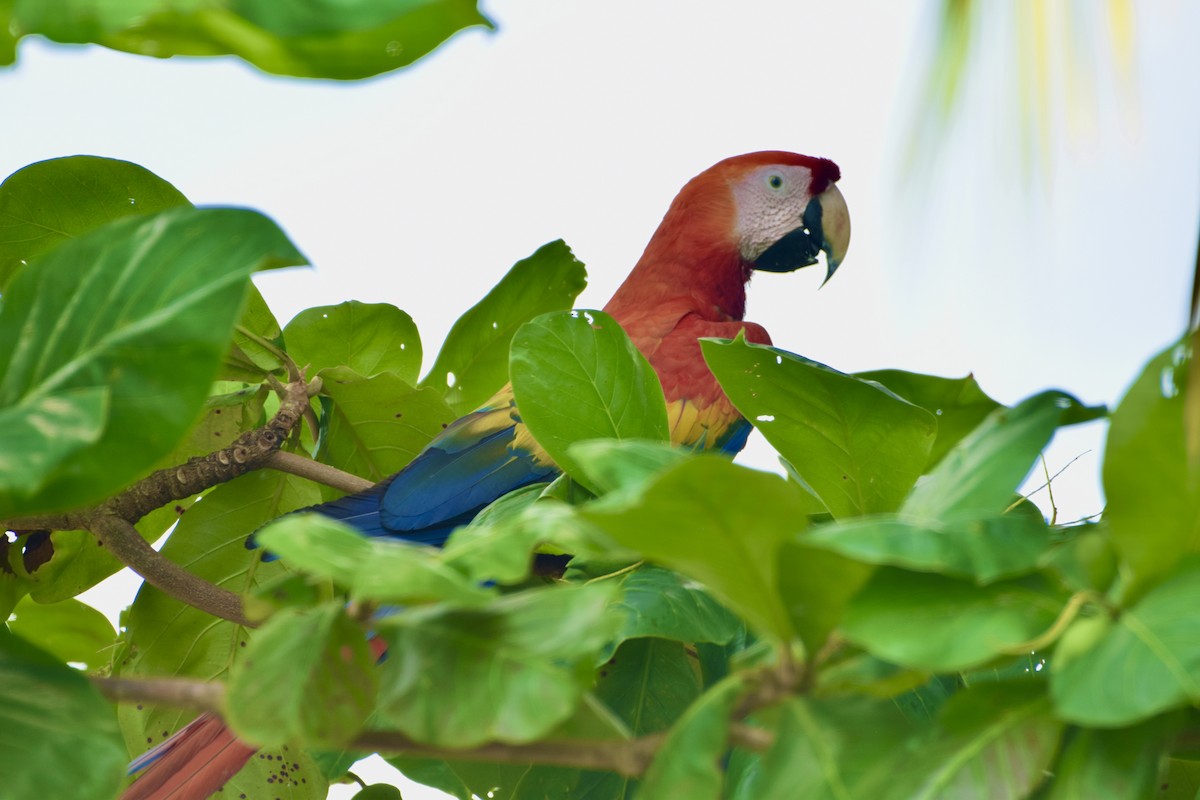 Scarlet Macaw - ML533997201