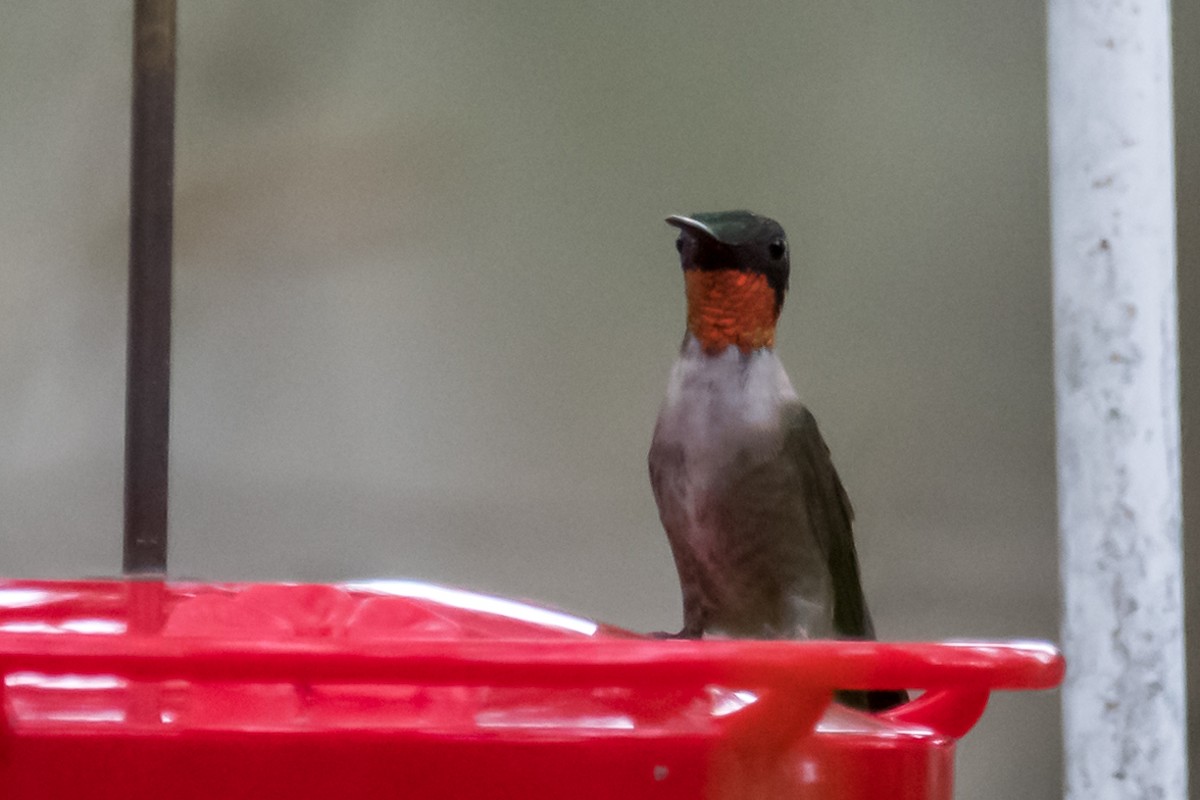 Ruby-throated Hummingbird - ML534002711