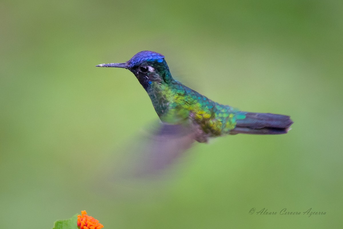 Violet-headed Hummingbird - Alvaro Cervera