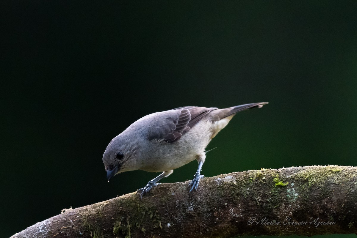 Plain-colored Tanager - ML534004471