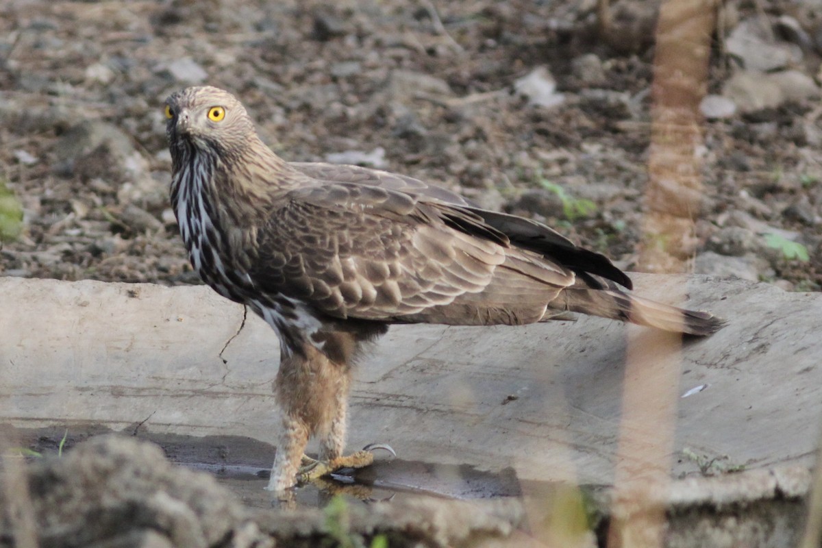 Changeable Hawk-Eagle (Crested) - ML534006951