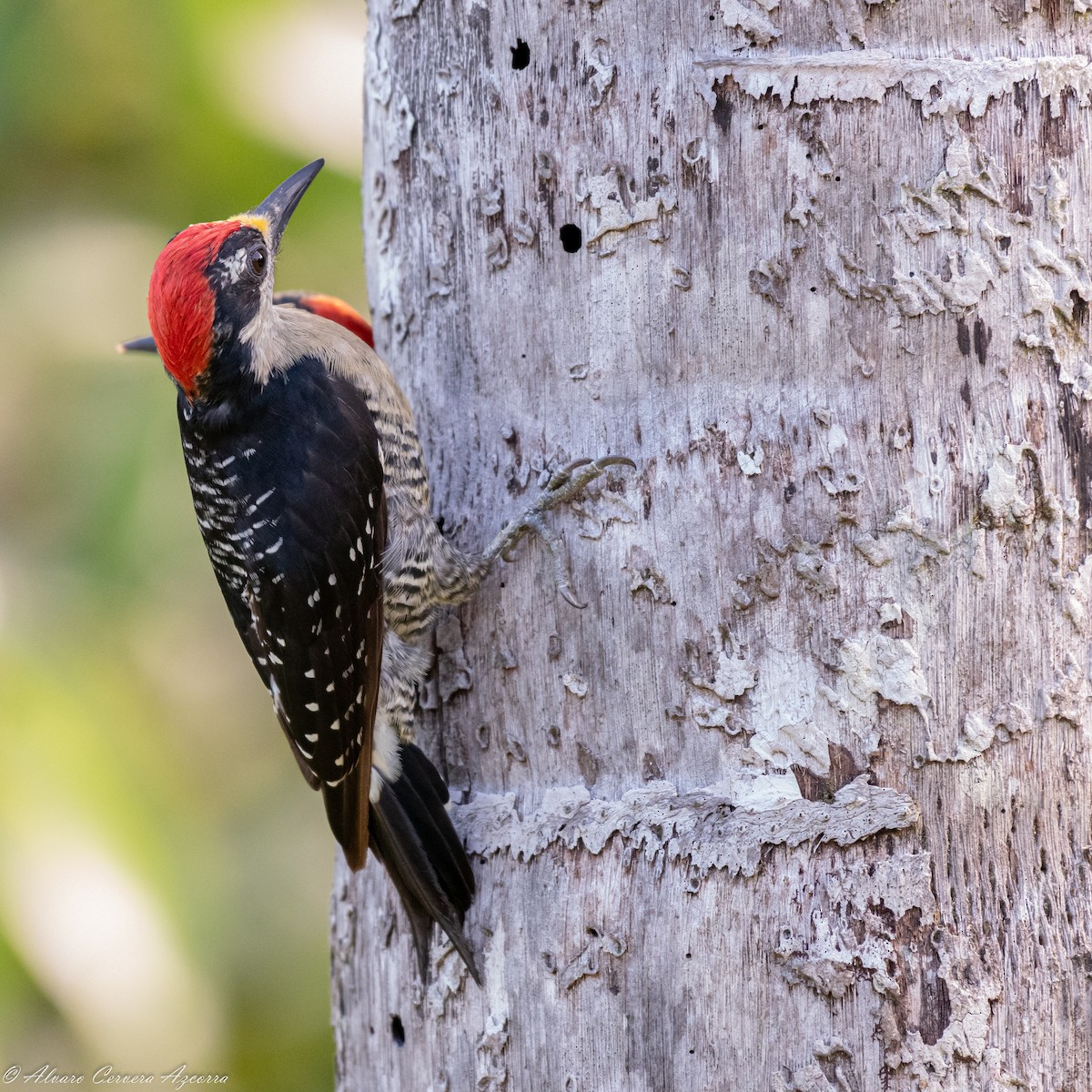 Black-cheeked Woodpecker - ML534007901