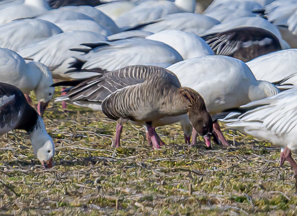 Pink-footed Goose - ML534009901