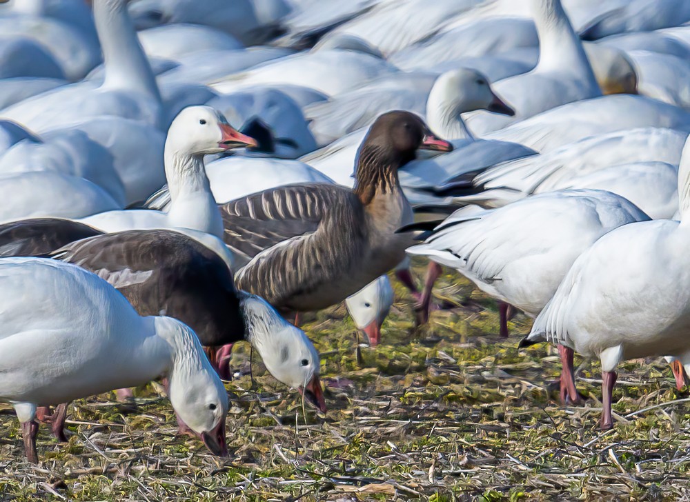 Pink-footed Goose - ML534009961