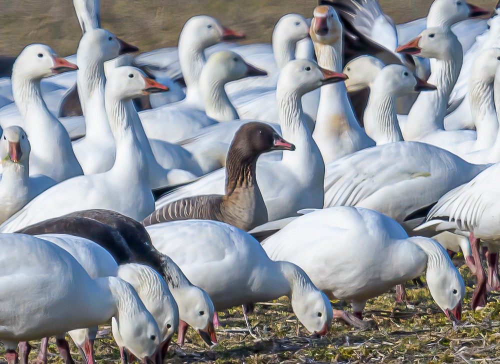 Pink-footed Goose - ML534009991
