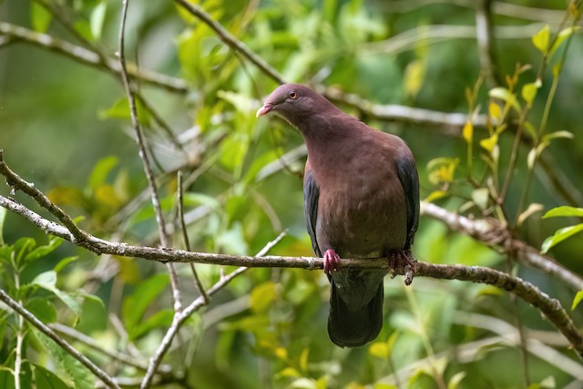 Red-billed Pigeon