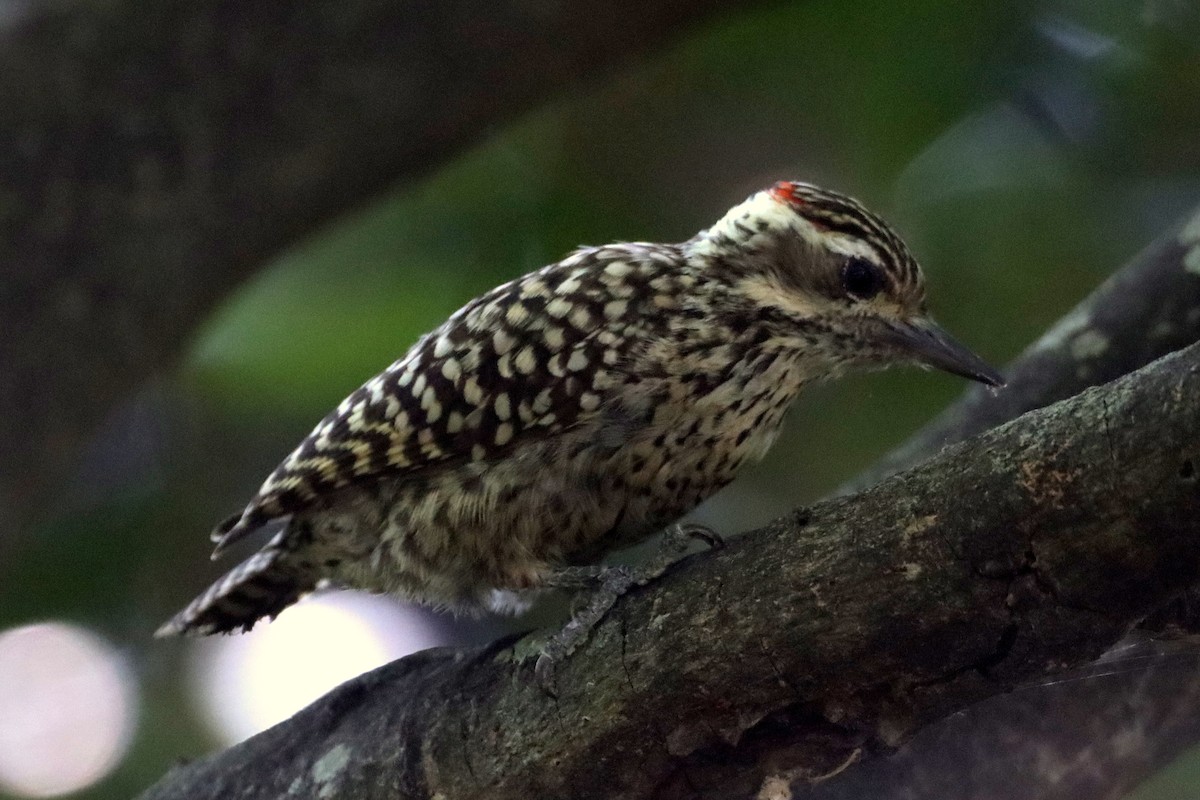 Checkered Woodpecker - ML534010621