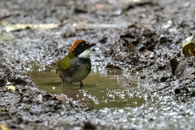 Chestnut-capped Brushfinch