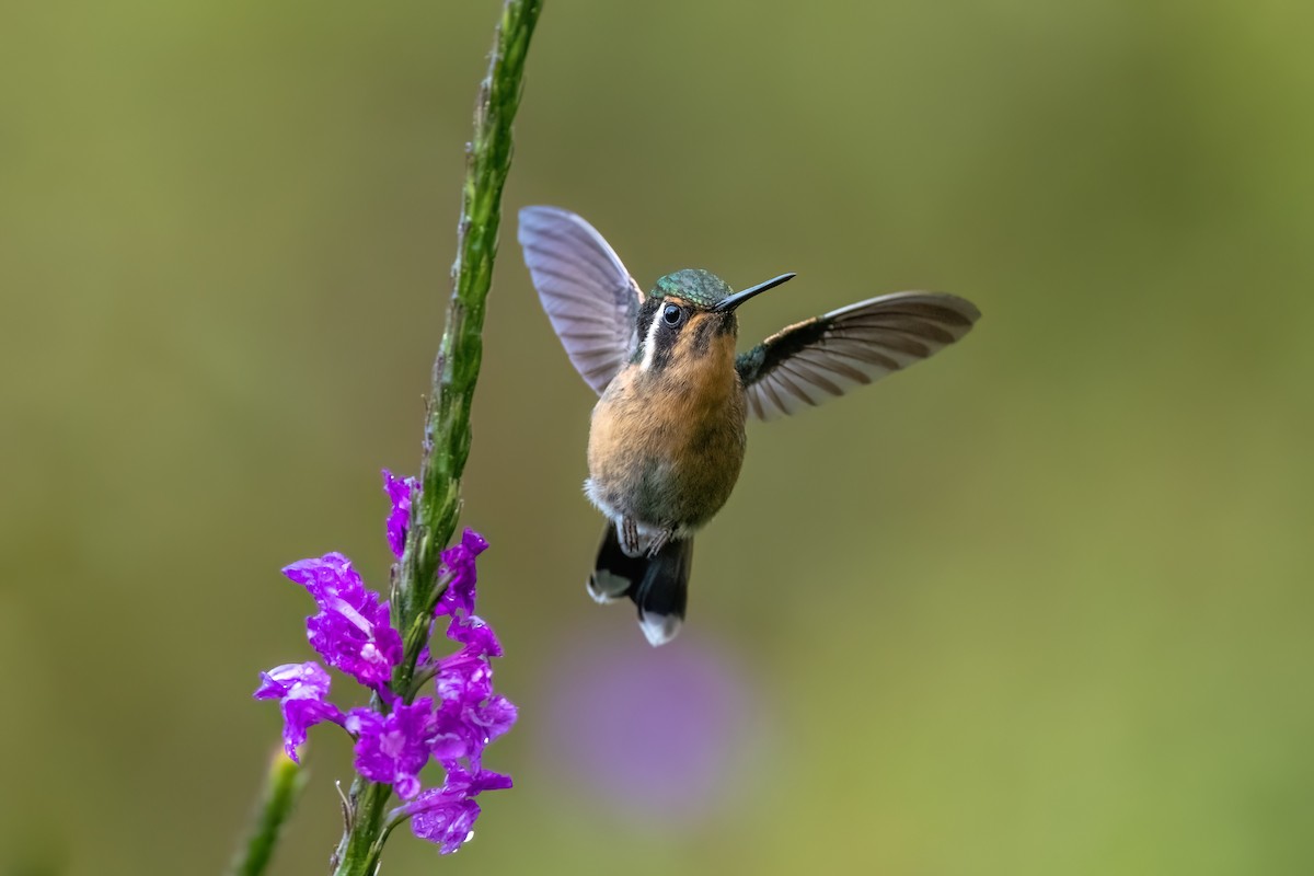 Purple-throated Mountain-gem - Adam Jackson