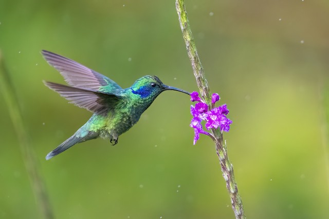 Lesser Violetear