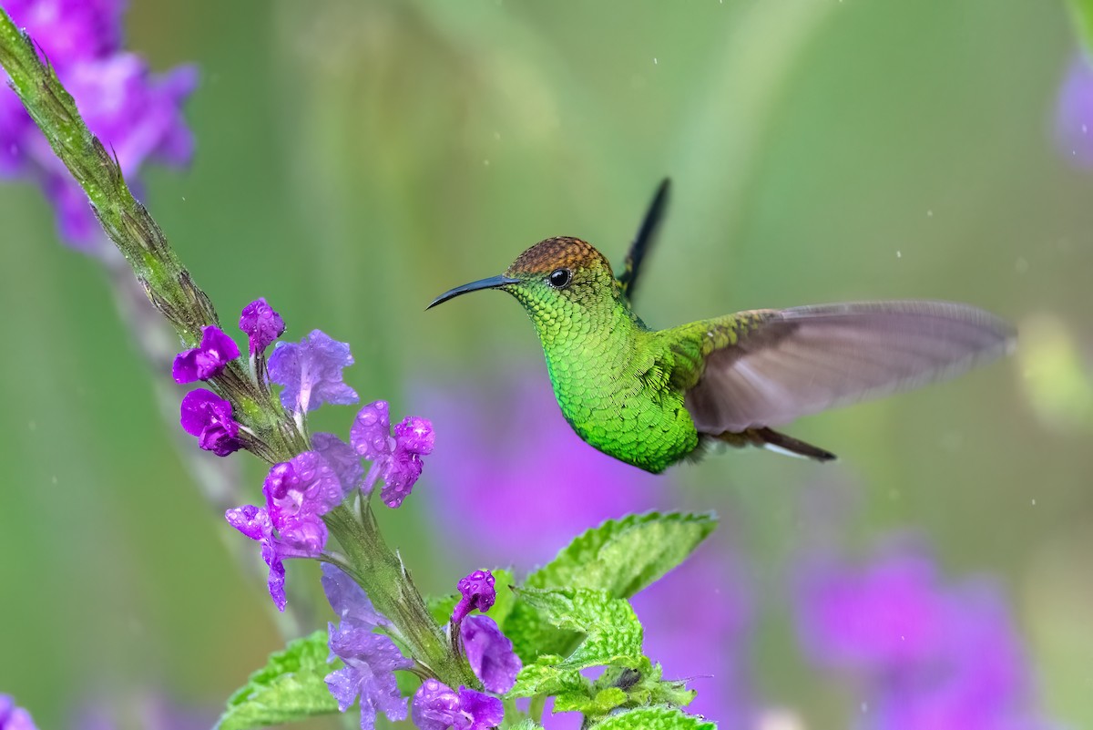 Colibri à tête cuivrée - ML534019801