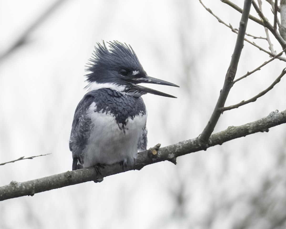 Belted Kingfisher - ML534020811