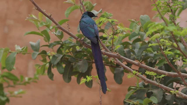 Long-tailed Glossy Starling - ML534021651