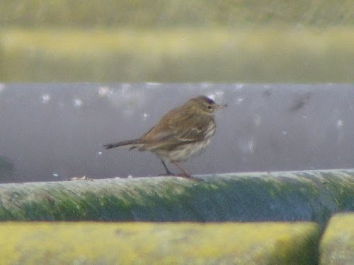 Water Pipit (Western) - ML534022611