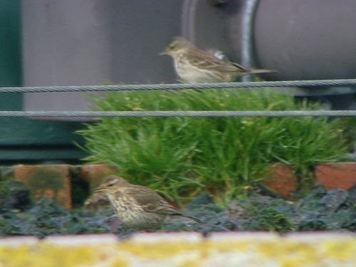 Water Pipit (Western) - ML534022651