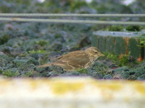 Water Pipit (Western) - ML534022681