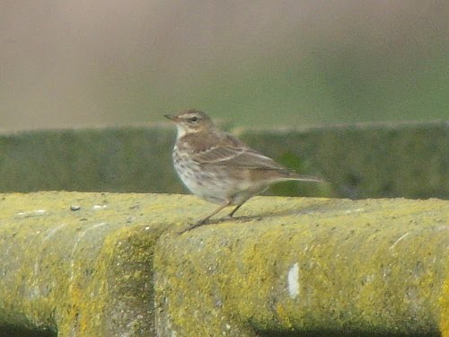 Water Pipit (Western) - ML534022711