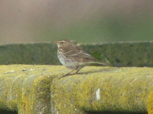 Water Pipit (Western) - ML534022721