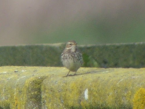 Water Pipit (Western) - ML534022761
